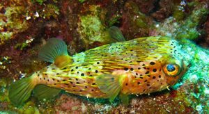 Balloon Fish