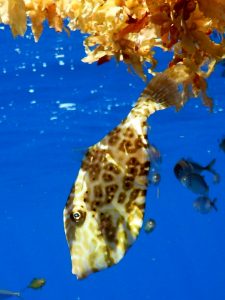 Sargassum Filefish